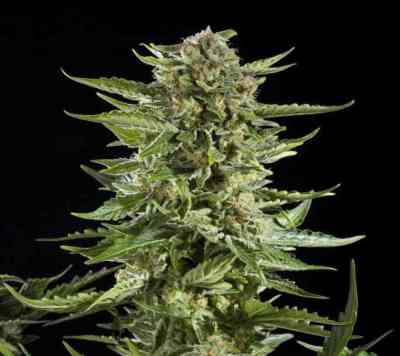 Cheesy Auto > Philosopher Seeds | Graines Autofloraison  |  Hybride