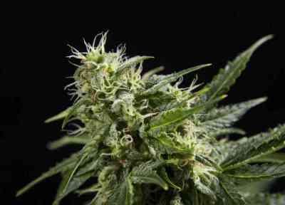 Cheesy Auto > Philosopher Seeds | Autoflowering Cannabis   |  Hybrid