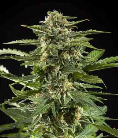 Cheesy Auto > Philosopher Seeds | Graines Autofloraison  |  Hybride