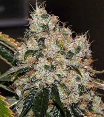 Chem 91 SK VA > The Cali Connection | Feminisierte Hanfsamen  |  Hybrid