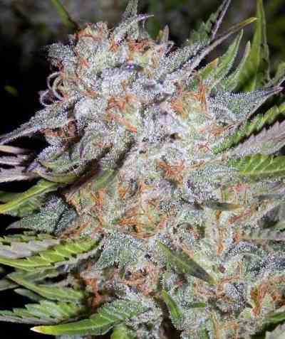 Chem City Blues > Mephisto Genetics | Autoflowering Cannabis   |  Hybrid