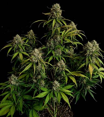 Original Auto Chemdawg > Fast Buds Company | Graines Autofloraison  |  Indica