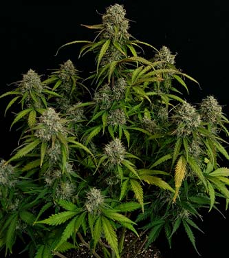 Original Auto Chemdawg > Fast Buds Company | Autoflowering Hanfsamen  |  Indica