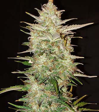 Original Auto Chemdawg > Fast Buds Company | Semillas autoflorecientes  |  Índica