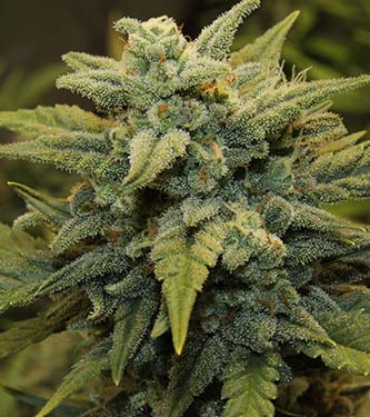 Original Auto Chemdawg > Fast Buds Company | Autoflowering Hanfsamen  |  Indica