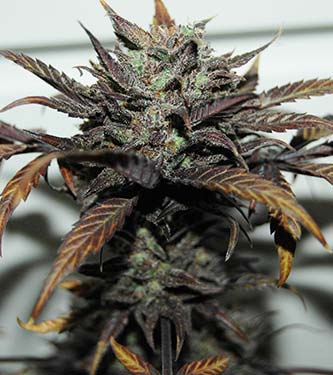 Original Auto Chemdawg > Fast Buds Company | Semillas autoflorecientes  |  Índica