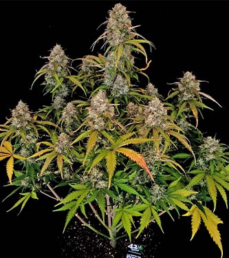 Original Auto Chemdawg > Fast Buds Company | Semillas autoflorecientes  |  Índica