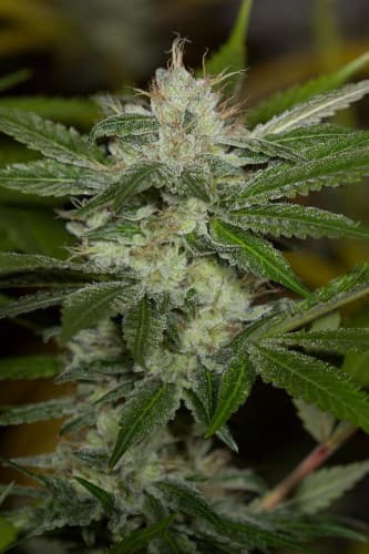 Chemdawg > Humboldt Seed Organization | Feminized Cannabis   |  Sativa