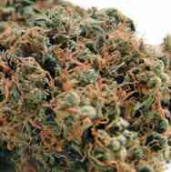 Chemdog #4 > Blim Burn Seeds | Feminized Marijuana   |  Indica