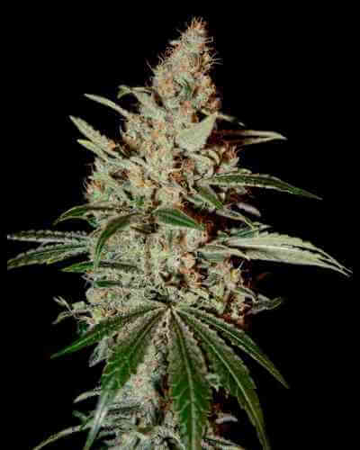 Chemdog > Green House Seed Company | Feminisierte Hanfsamen  |  Indica