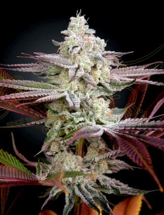 Chemical Bride > Green House Seed Company | Feminized Marijuana   |  Indica