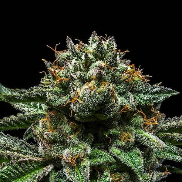 Chempie x Purple Punch Samen > Ripper Seeds | Feminisierte Hanfsamen  |  Indica