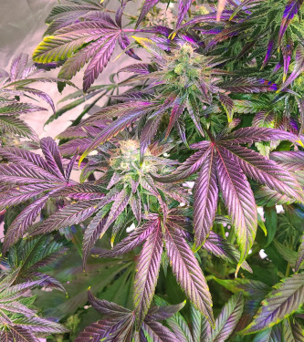 Cherry 18 > DNA Genetics | Graines Féminisées  |  Indica