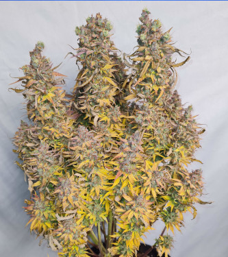 Auto Cherry Alien > Original Sensible Seeds | Graines Autofloraison  |  Indica