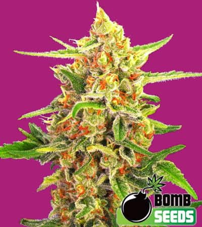 Cherry Bomb > Bomb Seeds | Feminized Marijuana   |  Indica