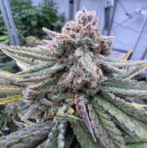Cherry Cola Auto Samen > Barneys Farm | Autoflowering Hanfsamen  |  Indica