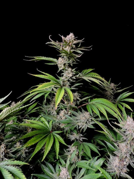 Cherry Cola Auto RF3 Samen > Fast Buds | Autoflowering Hanfsamen  |  Hybrid
