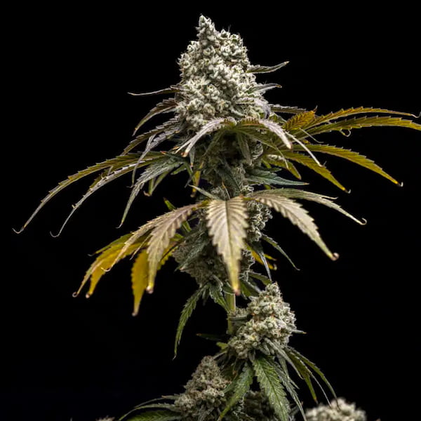 Cherry Crush semilla > World Breeders | Semillas feminizadas  |  Índica