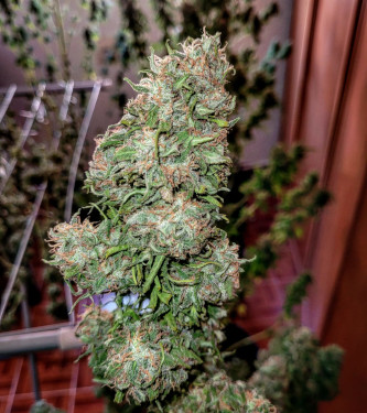 Cherry Dream > Kannabia Seeds | Graines Féminisées  |  Indica