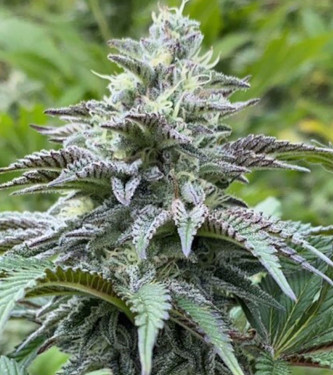 Cherry Dream > Kannabia Seeds | Feminized Marijuana   |  Indica