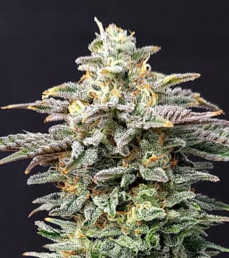 Cherry Dream > Kannabia Seeds | Graines Féminisées  |  Indica