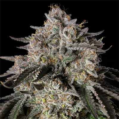 Cherry Essence > Silent Seeds | Feminized Cannabis   |  Hybrid