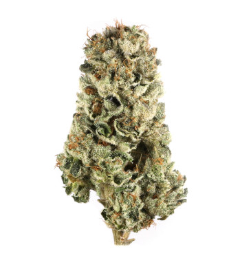 Cherry Lady > Linda Seeds | NUESTRAS RECOMENDACIONES DE SEMILLAS DE MARIHUANA  |  Semillas Baratas