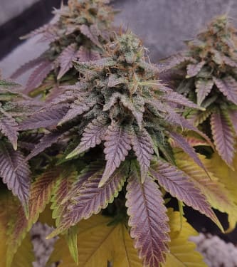 Cherry Lady > Linda Seeds | Cannabis seeds recommendations  |  Cheap Cannabis