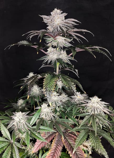 Cherry Melt graines > Pure Instinto | Graines Féminisées  |  Indica