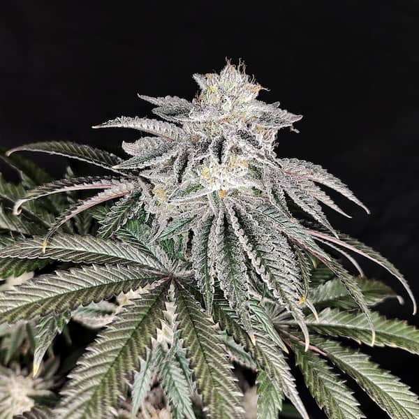 Cherry Melt graines > Pure Instinto | Graines Féminisées  |  Indica