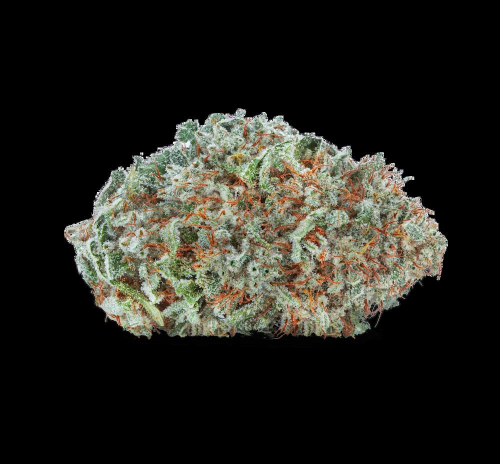 Cherry Mints > Tramuntana Seeds | Feminisierte Hanfsamen  |  Indica