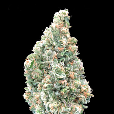 Cherry Pie Fast > Advanced Seeds | Feminized Marijuana   |  Indica