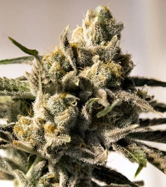 Cherry Pie Fast > High Speed Buds | Feminisierte Hanfsamen  |  Indica