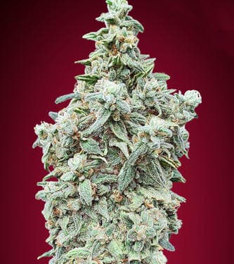 Cherry Pie > Advanced Seeds | Feminized Cannabis   |  Indica