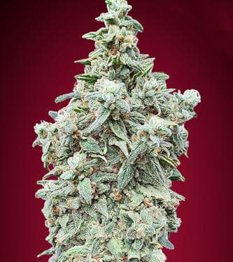 Cherry Pie > Advanced Seeds | Feminized Marijuana   |  Indica