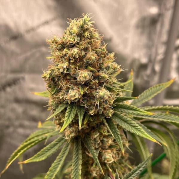 Cherry Zoap Auto Seed > Growers Choice | Autoflowering Cannabis   |  Hybrid
