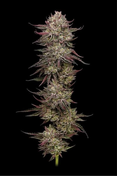 Chicken N\'Wafflez > Humboldt Seed Company | Feminized Cannabis   |  Indica