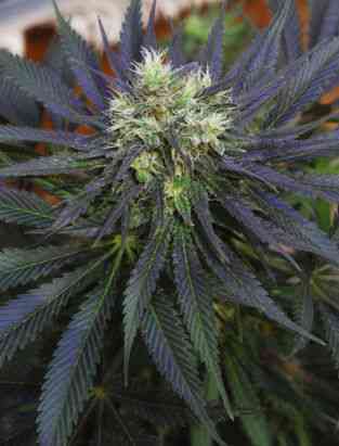 Chill-OM > Mandala Seeds | Graines Normal  |  Hybride