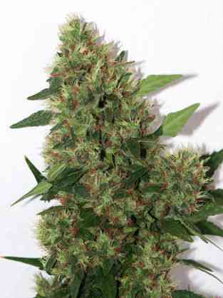 Chill-OM > Mandala Seeds | Graines Normal  |  Hybride