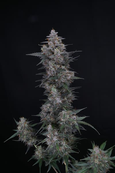 Chimera Crasher Seed > Pure Instinto | Feminized Cannabis   |  Hybrid