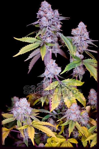 Chimera #3 semilla > Sacred Terp | Semillas feminizadas  |  Índica
