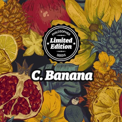 Chiquita Banana Samen > Philosopher Seeds | Feminisierte Hanfsamen  |  Hybrid