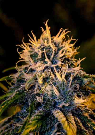 Chizpa > Positronics | Feminized Marijuana   |  Sativa