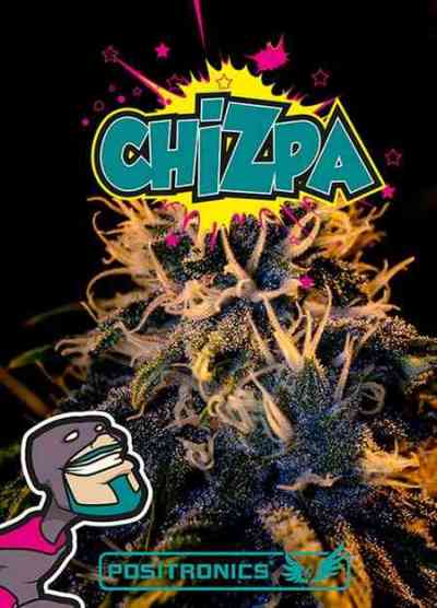 Chizpa > Positronics | Feminisierte Hanfsamen  |  Sativa