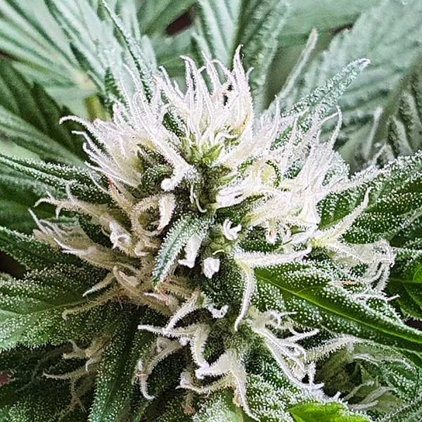 Chocobang Seed > Delicious Seeds | Feminized Cannabis   |  Sativa