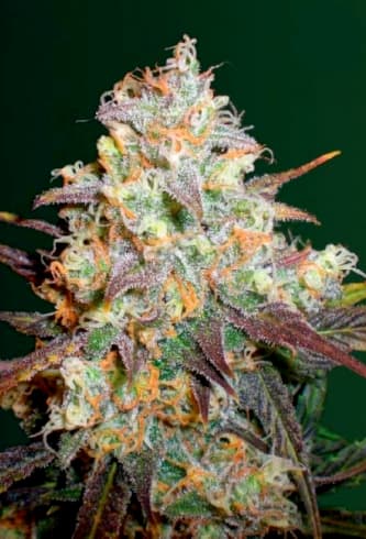 Chocodope > Victory Seeds | Feminisierte Hanfsamen  |  Sativa