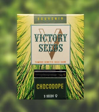Chocodope > Victory Seeds | Feminisierte Hanfsamen  |  Sativa