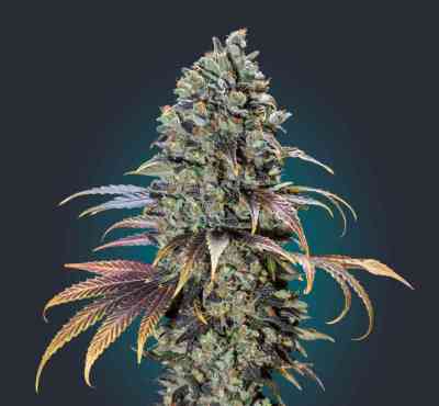 Female Collection #3 > 00 Seeds Bank | Feminisierte Hanfsamen  |  Indica