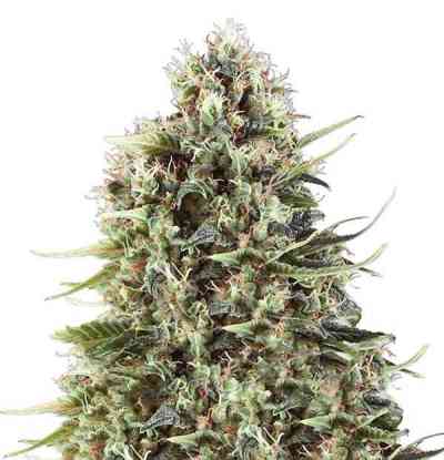 Chocolate Haze > Royal Queen Seeds | Feminized Marijuana   |  Sativa