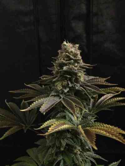 Chocolate Haze > Royal Queen Seeds | Feminized Marijuana   |  Sativa